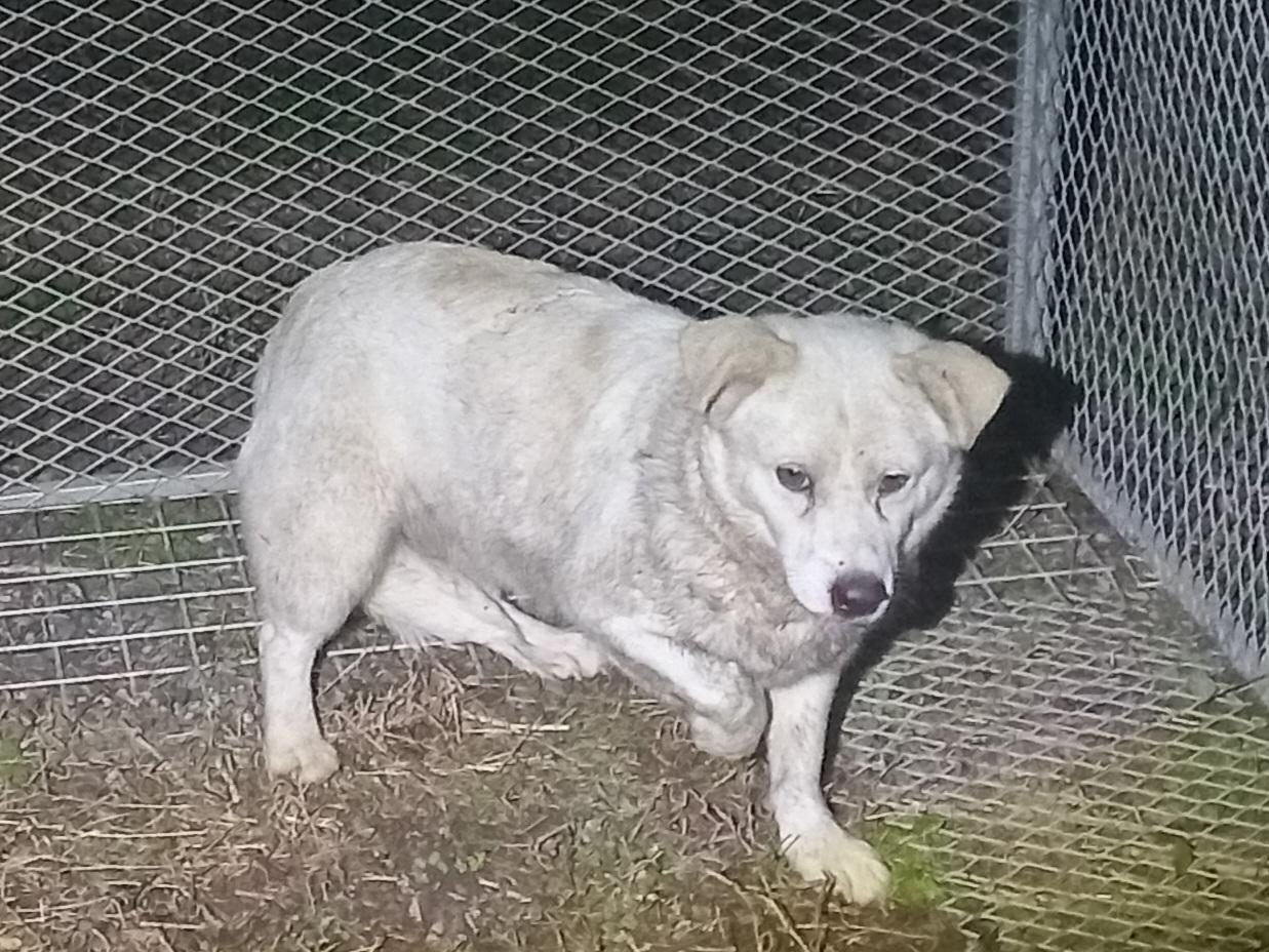 (사)동물보호관리협회_448535202501613